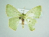  (Nemoria tutala - BC ZSM Lep 86136)  @13 [ ] CreativeCommons - Attribution Non-Commercial Share-Alike (2015) Axel Hausmann/Bavarian State Collection of Zoology (ZSM) SNSB, Zoologische Staatssammlung Muenchen