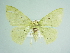  (Nemoria AH01Pe - BC ZSM Lep 86137)  @14 [ ] CreativeCommons - Attribution Non-Commercial Share-Alike (2015) Axel Hausmann/Bavarian State Collection of Zoology (ZSM) SNSB, Zoologische Staatssammlung Muenchen