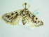  ( - BC ZSM Lep 86159)  @14 [ ] CreativeCommons - Attribution Non-Commercial Share-Alike (2015) Axel Hausmann/Bavarian State Collection of Zoology (ZSM) SNSB, Zoologische Staatssammlung Muenchen