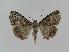  ( - BC EF Alc 00020)  @13 [ ] Copyright (2010) Unspecified Research Collection of Egbert Friedrich
