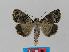  ( - BC EF Lep 00384)  @14 [ ] Copyright (2010) Unspecified Research Collection of Egbert Friedrich