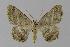  ( - BC EF Lep 00408)  @14 [ ] Copyright (2010) Unspecified Research Collection of Egbert Friedrich