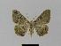  ( - BC EF Lep 00409)  @14 [ ] Copyright (2010) Unspecified Research Collection of Egbert Friedrich
