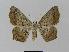  ( - BC EF Lep 00411)  @13 [ ] Copyright (2010) Unspecified Research Collection of Egbert Friedrich