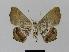  ( - BC EF Lep 00411)  @13 [ ] Copyright (2010) Unspecified Research Collection of Egbert Friedrich