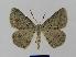  ( - BC EF Lep 00426)  @14 [ ] Copyright (2010) Unspecified Research Collection of Egbert Friedrich