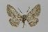  ( - BC EF Lep 00430)  @14 [ ] Copyright (2010) Unspecified Research Collection of Egbert Friedrich