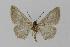  ( - BC EF Lep 00430)  @14 [ ] Copyright (2010) Unspecified Research Collection of Egbert Friedrich