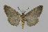  ( - BC EF Lep 00431)  @13 [ ] Copyright (2010) Unspecified Research Collection of Egbert Friedrich