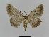  ( - BC EF Lep 00456)  @13 [ ] Copyright (2010) Unspecified Research Collection of Egbert Friedrich