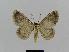  ( - BC EF Lep 00473)  @13 [ ] Copyright (2010) Unspecified Research Collection of Egbert Friedrich