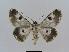  ( - BC EF Lep 00499)  @14 [ ] Copyright (2010) Unspecified Research Collection of Egbert Friedrich