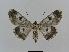  ( - BC EF Lep 00502)  @13 [ ] Copyright (2010) Unspecified Research Collection of Egbert Friedrich