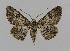  ( - BC EF Lep 00503)  @13 [ ] Copyright (2010) Unspecified Research Collection of Egbert Friedrich