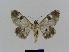  ( - BC EF Lep 00503)  @13 [ ] Copyright (2010) Unspecified Research Collection of Egbert Friedrich