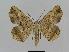  ( - BC EF Lep 00511)  @14 [ ] Copyright (2010) Unspecified Research Collection of Egbert Friedrich