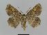  ( - BC EF Lep 00511)  @13 [ ] Copyright (2010) Unspecified Research Collection of Egbert Friedrich