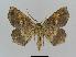  ( - BC EF Lep 00512)  @13 [ ] Copyright (2010) Unspecified Research Collection of Egbert Friedrich