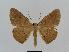  ( - BC EF Lep 00513)  @14 [ ] Copyright (2010) Unspecified Research Collection of Egbert Friedrich