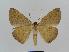  ( - BC EF Lep 00513)  @13 [ ] Copyright (2010) Unspecified Research Collection of Egbert Friedrich
