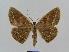  ( - BC EF Lep 00514)  @13 [ ] Copyright (2010) Unspecified Research Collection of Egbert Friedrich