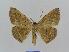  ( - BC EF Lep 00514)  @13 [ ] Copyright (2010) Unspecified Research Collection of Egbert Friedrich