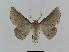  ( - BC EF Lep 00531)  @13 [ ] Copyright (2010) Unspecified Research Collection of Egbert Friedrich