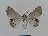  ( - BC EF Lep 00531)  @14 [ ] Copyright (2010) Unspecified Research Collection of Egbert Friedrich