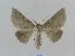  ( - BC EF Lep 00532)  @14 [ ] Copyright (2010) Unspecified Research Collection of Egbert Friedrich