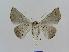  ( - BC EF Lep 00532)  @14 [ ] Copyright (2010) Unspecified Research Collection of Egbert Friedrich