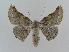  ( - BC EF Lep 00533)  @14 [ ] Copyright (2010) Unspecified Research Collection of Egbert Friedrich