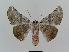  ( - BC EF Lep 00533)  @13 [ ] Copyright (2010) Unspecified Research Collection of Egbert Friedrich