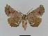  ( - BC EF Lep 00548)  @13 [ ] Copyright (2010) Unspecified Research Collection of Egbert Friedrich