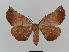  ( - BC EF Lep 00550)  @13 [ ] Copyright (2010) Unspecified Research Collection of Egbert Friedrich