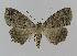  ( - BC EF Lep 00555)  @13 [ ] Copyright (2010) Unspecified Research Collection of Egbert Friedrich