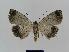  ( - BC EF Lep 00555)  @13 [ ] Copyright (2010) Unspecified Research Collection of Egbert Friedrich