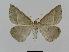  ( - BC EF Lep 00561)  @14 [ ] Copyright (2010) Unspecified Research Collection of Egbert Friedrich