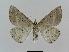  ( - BC EF Lep 00561)  @13 [ ] Copyright (2010) Unspecified Research Collection of Egbert Friedrich