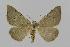  ( - BC EF Lep 00570)  @14 [ ] Copyright (2010) Unspecified Research Collection of Egbert Friedrich