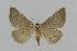  ( - BC EF Lep 00570)  @13 [ ] Copyright (2010) Unspecified Research Collection of Egbert Friedrich