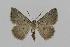  (Laophila EF01 - BC EF Lep 00573)  @14 [ ] Copyright (2010) Unspecified Research Collection of Egbert Friedrich
