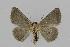  ( - BC EF Lep 00574)  @12 [ ] Copyright (2010) Unspecified Research Collection of Egbert Friedrich