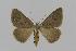  ( - BC EF Lep 00576)  @13 [ ] Copyright (2010) Unspecified Research Collection of Egbert Friedrich