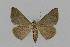  ( - BC EF Lep 00576)  @13 [ ] Copyright (2010) Unspecified Research Collection of Egbert Friedrich