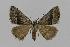  (Dichromodes usurpatrix - BC EF Lep 00582)  @14 [ ] Copyright (2010) Unspecified Research Collection of Egbert Friedrich