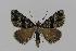  ( - BC EF Lep 00584)  @14 [ ] Copyright (2010) Unspecified Research Collection of Egbert Friedrich