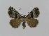  ( - BC EF Lep 00585)  @14 [ ] Copyright (2010) Unspecified Research Collection of Egbert Friedrich