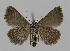  ( - BC EF Lep 00585)  @13 [ ] Copyright (2010) Unspecified Research Collection of Egbert Friedrich
