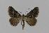 ( - BC EF Lep 00588)  @13 [ ] Copyright (2010) Unspecified Research Collection of Egbert Friedrich