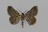  ( - BC EF Lep 00588)  @13 [ ] Copyright (2010) Unspecified Research Collection of Egbert Friedrich